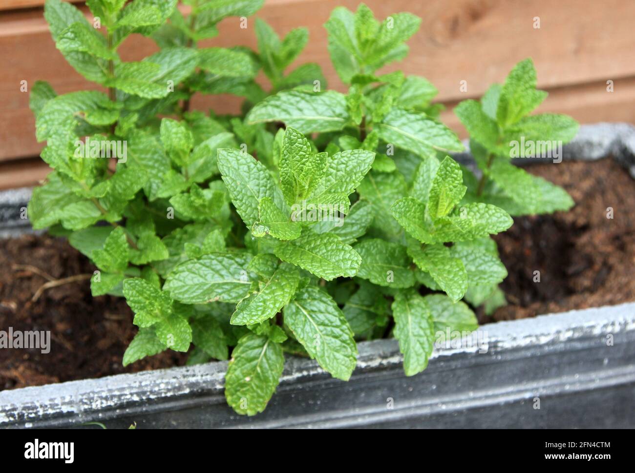 Mint plant growing in a container. Stock Photo