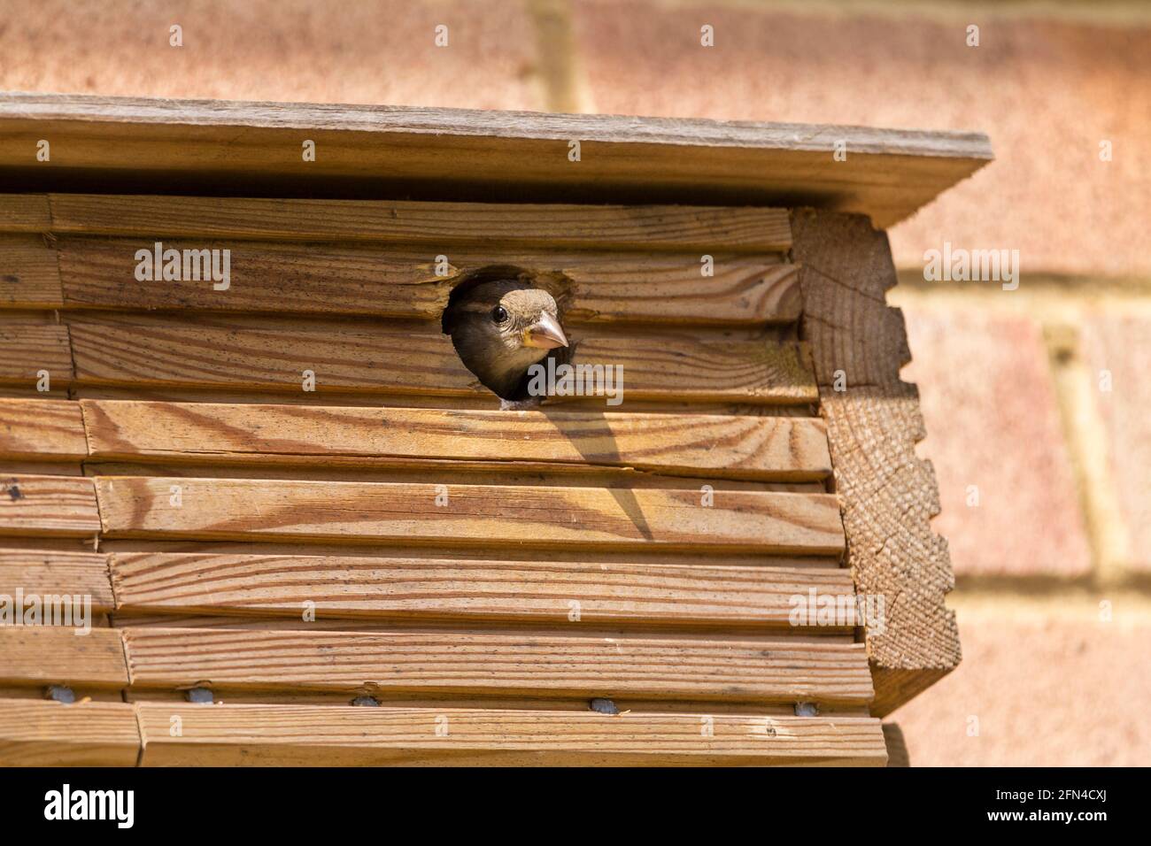 House Sparrow (passer domesticus) and nesting box in breeding season. Female has fed young chicks and is about to leave the box to hunt for more food Stock Photo
