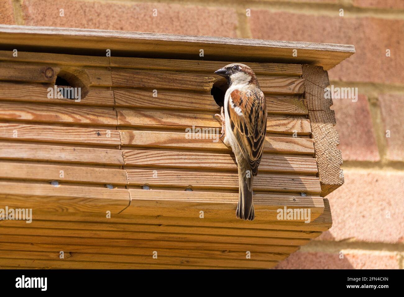 House Sparrow male parent at entrance to nesting box in breeding season with young chicks inside. Made with decking off cuts box is triple compartment Stock Photo