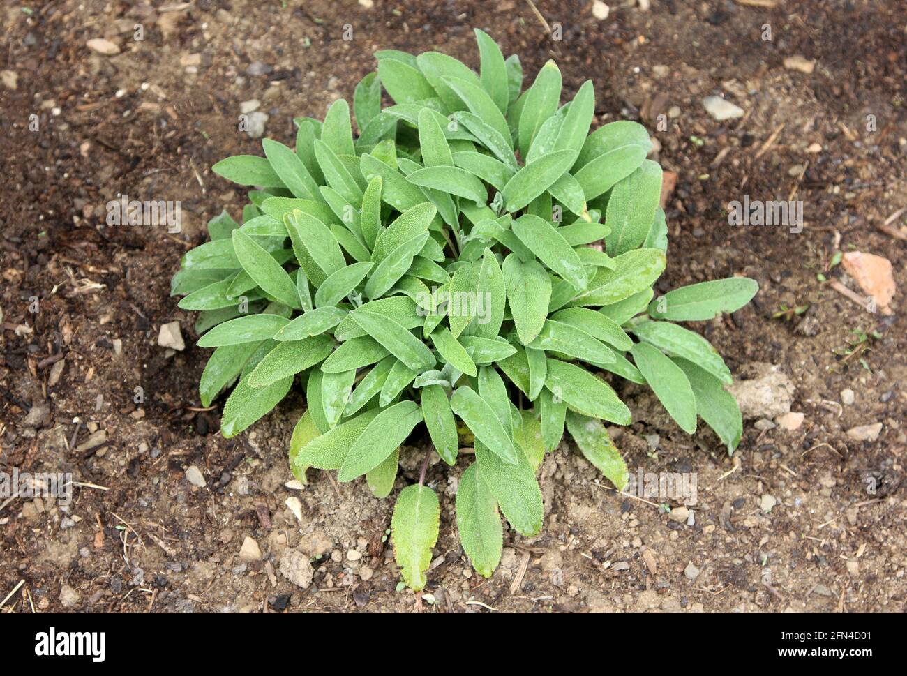 Young sage Plant growing in a herb bed Stock Photo