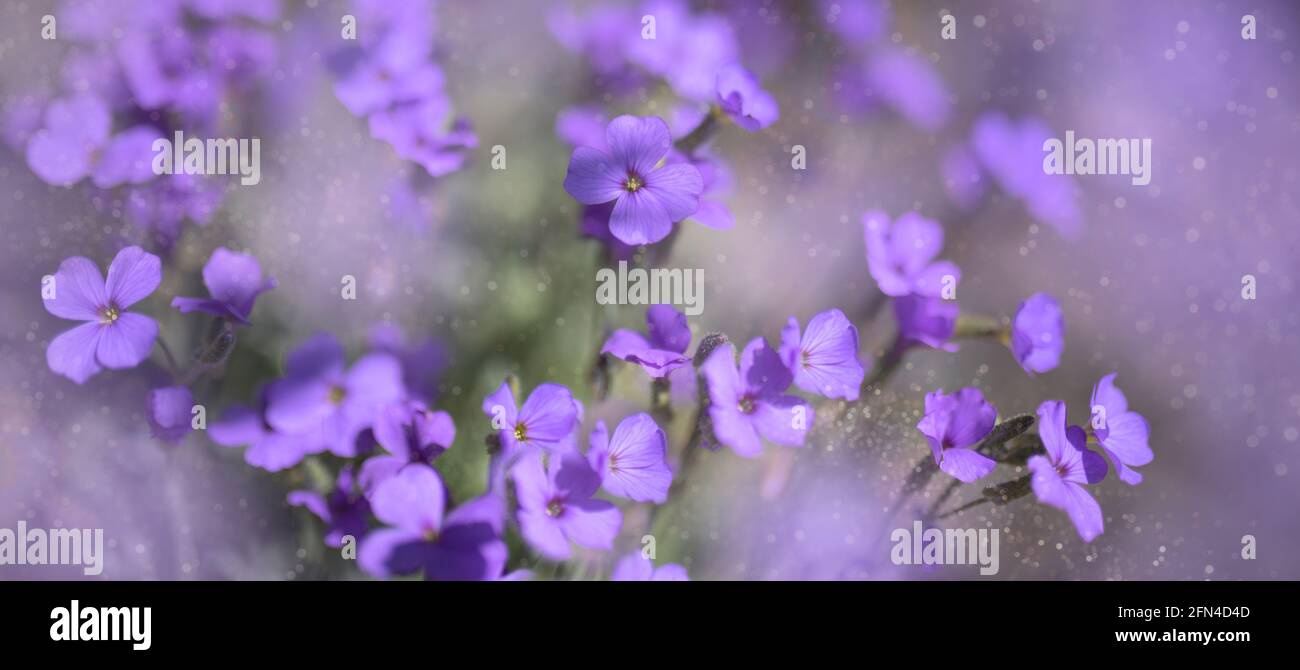 small violet flowers on a purple background Stock Photo