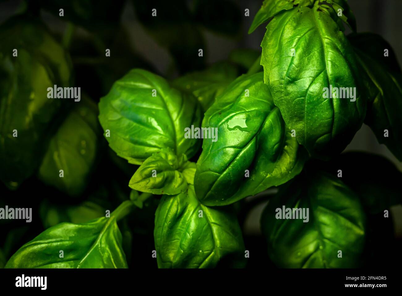 fresh basil leaves with water drops Stock Photo