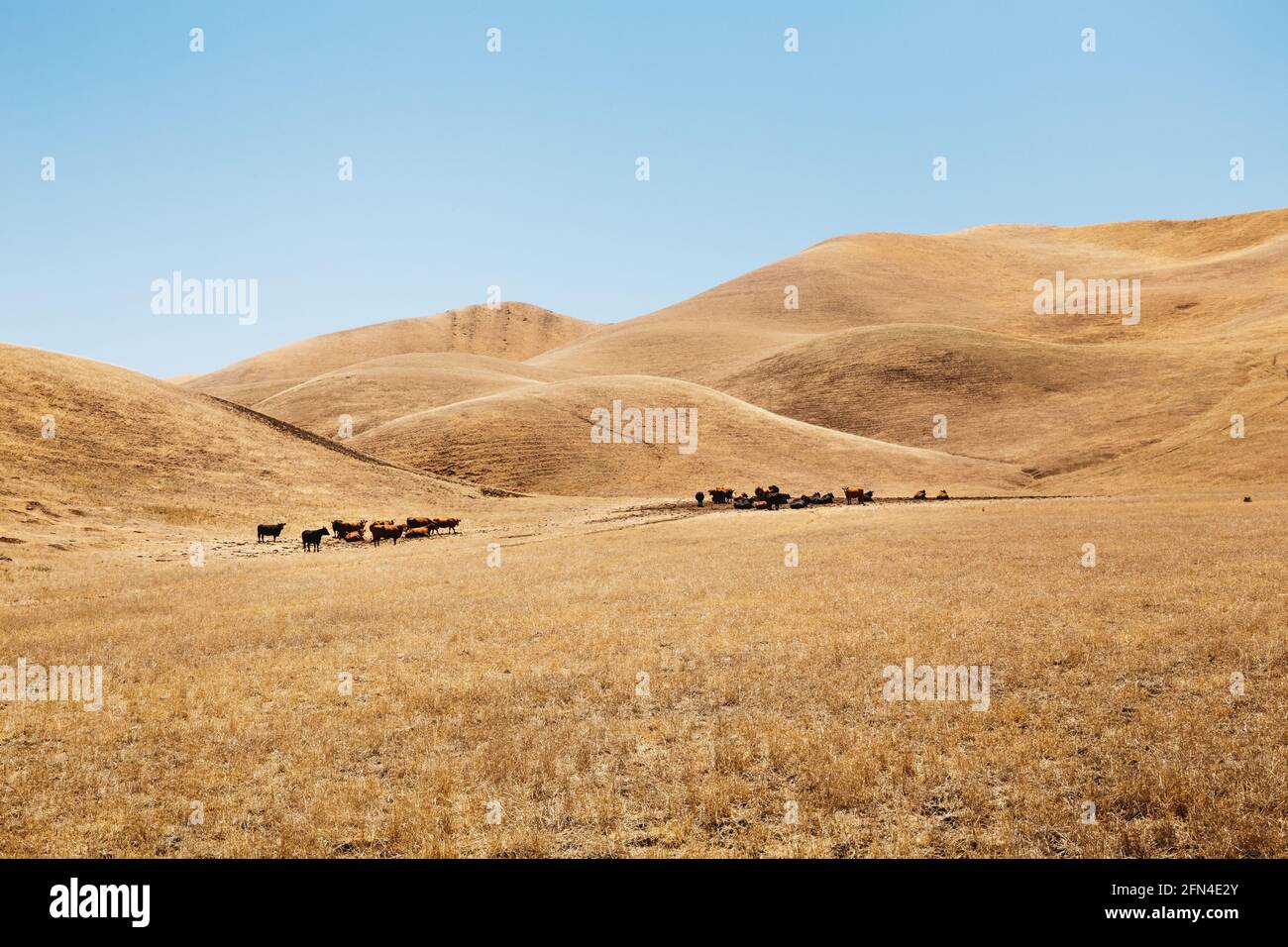 Cattle herd in steppe hi-res stock photography and images - Alamy