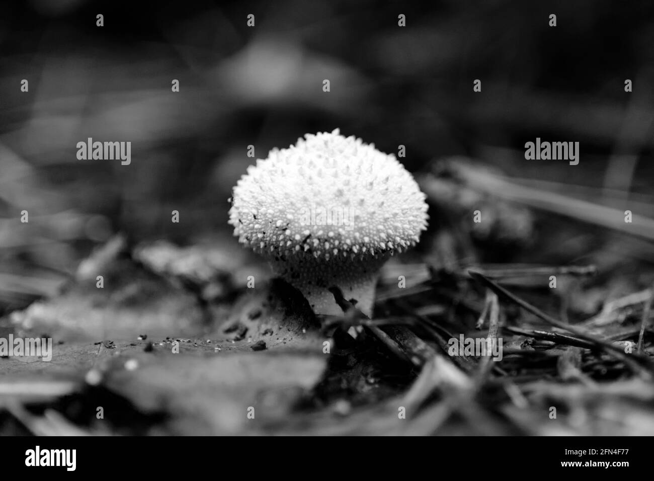 Mushroom Lycoperdon perlatum, common puffball, warted puffball in a forest, black and white photo, Stock Photo