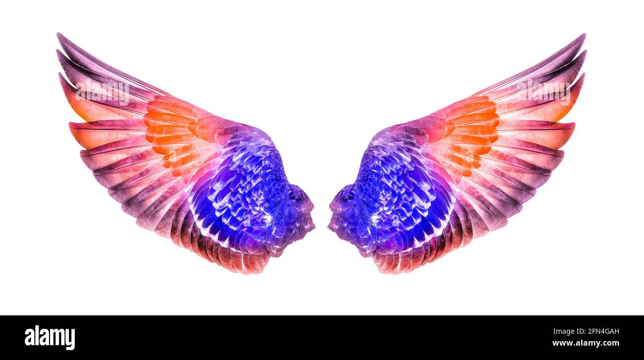 Wings of birds isolated on white background Stock Photo - Alamy