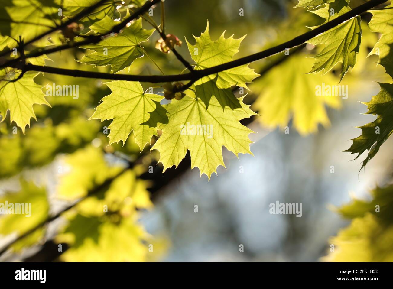Spring maple leaves on a twig in the forest Stock Photo