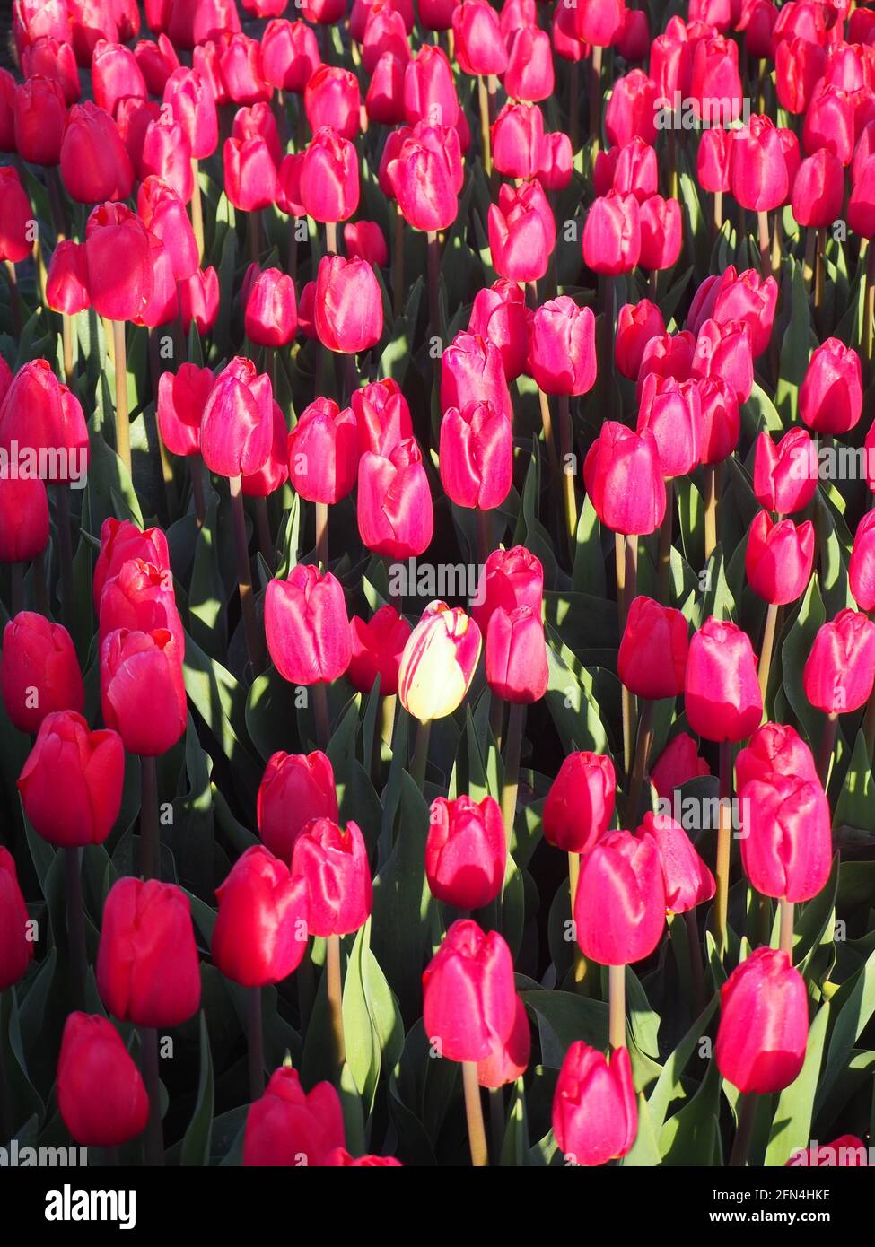 Beautiful shot field red hi-res stock photography and images - Alamy
