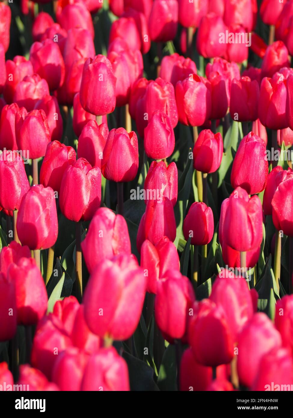 Beautiful shot field red hi-res stock photography and images - Alamy