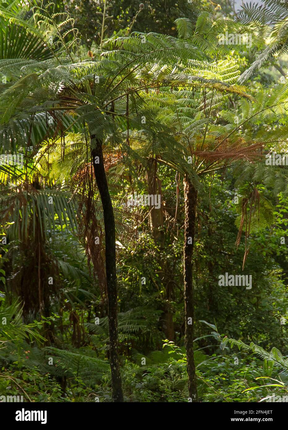 Tree ferns, (Cyathea cooperi,lacy tree fern, scaly tree fern, Cooper's tree fern) growing in sub-tropical rainforest on Tamborine Mountain, Queensland. Stock Photo