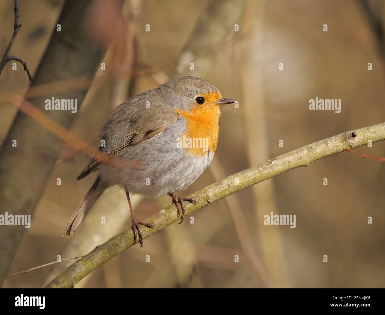 European robin sits on a branch Stock Photo