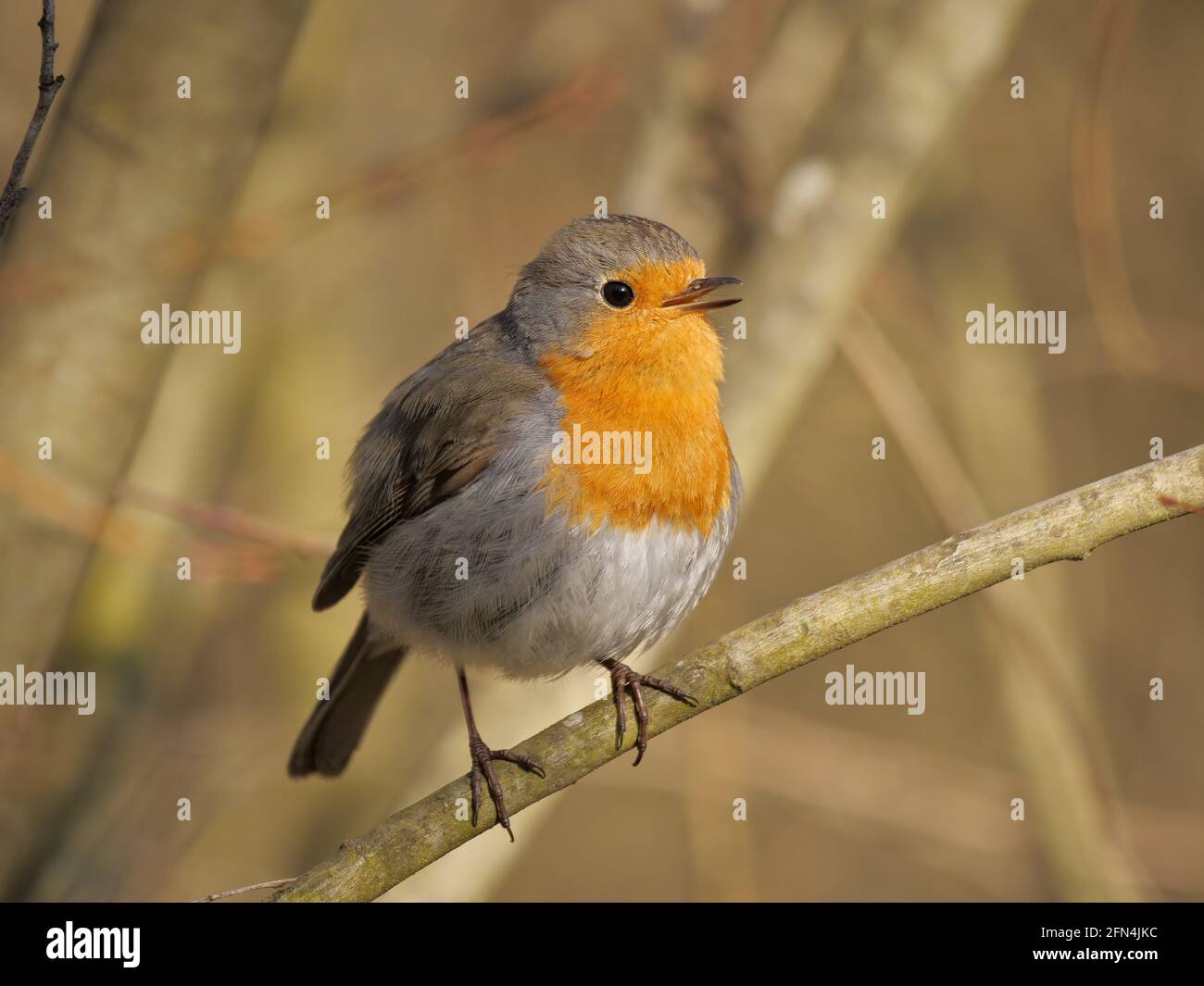 European robin sits on a branch Stock Photo