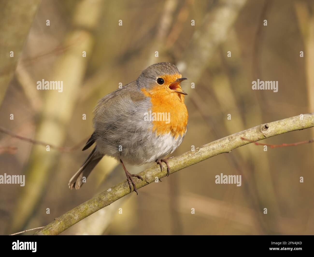 European robin with an open beak sits on a branch Stock Photo