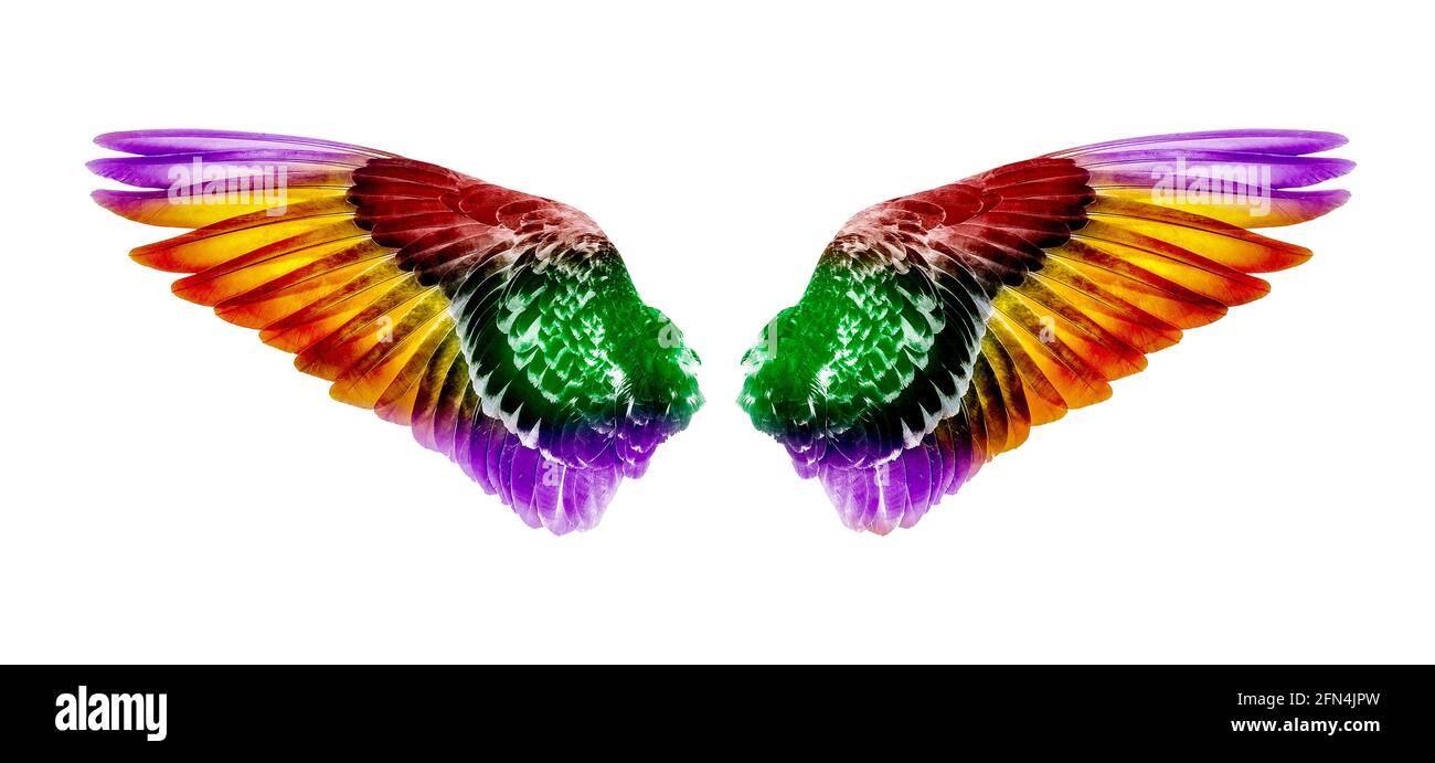 Wings of birds isolated on white background Stock Photo - Alamy