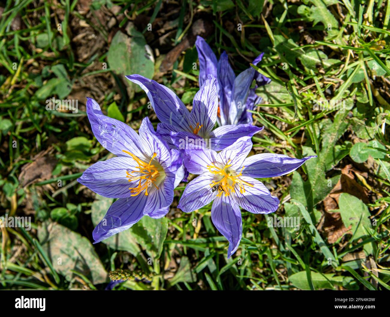 This close up photo of blue colored Crocus flowers reflects an amazing scenery. Crocus flower is from the Iridaceae family and native the Alps, southe Stock Photo