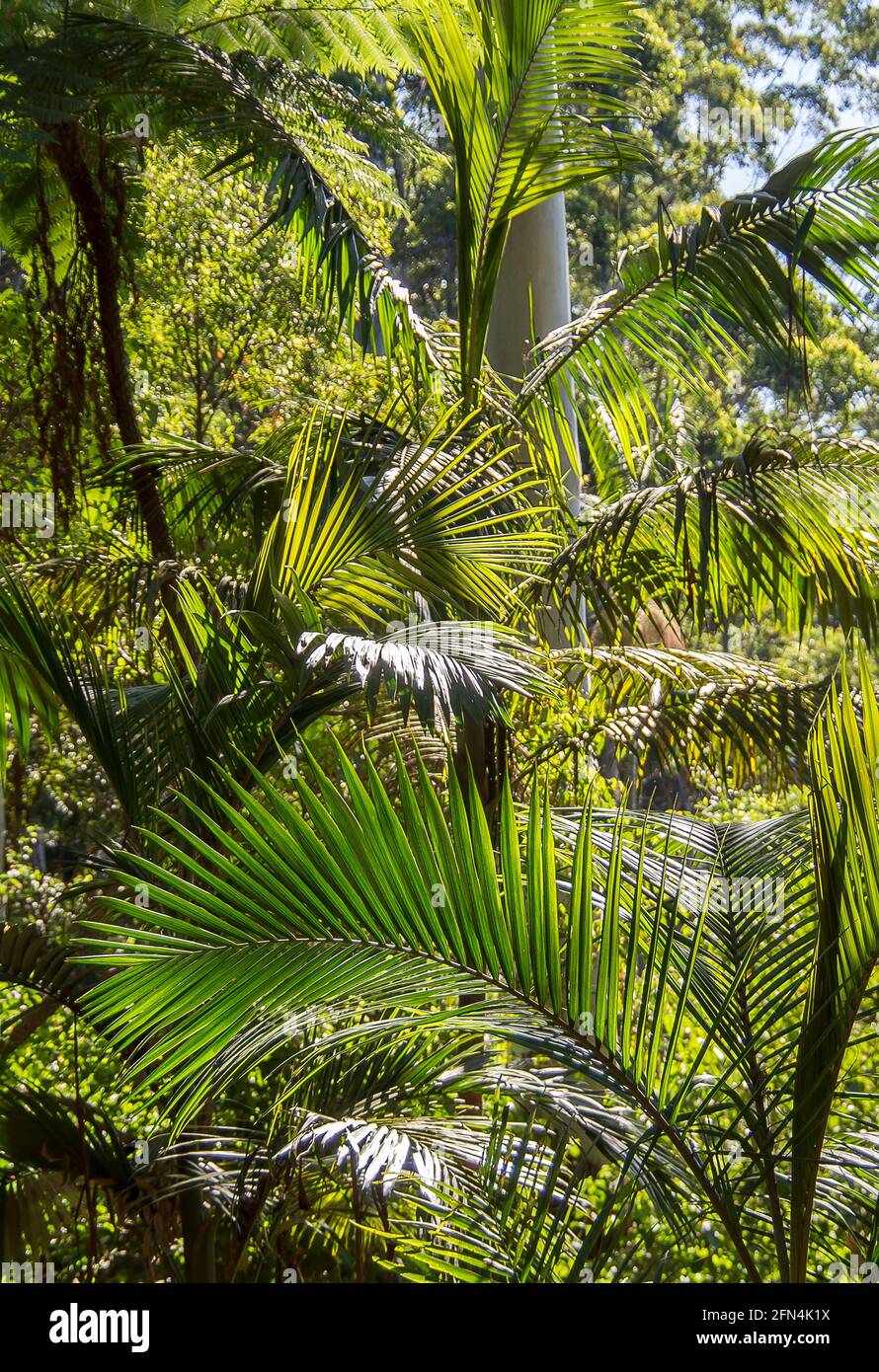 Bangalow Palms (Archontophoenix cunninghamiana,king palm, Illawara palm, piccabben, piccabeen) subtropical rainforest, Tamborine Mountain, Australia. Stock Photo