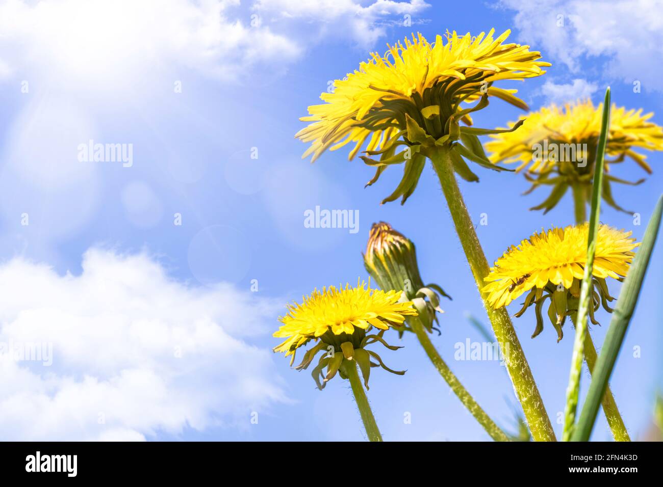 Dandelion wildflower sun sky hi-res stock photography and images - Alamy