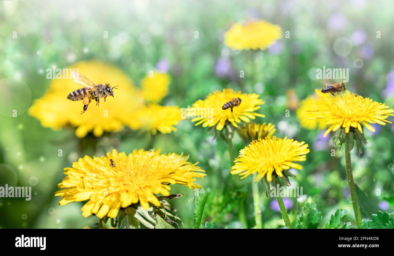 Outdoor plant pollen pollinate pollination season summer wing yellow hi