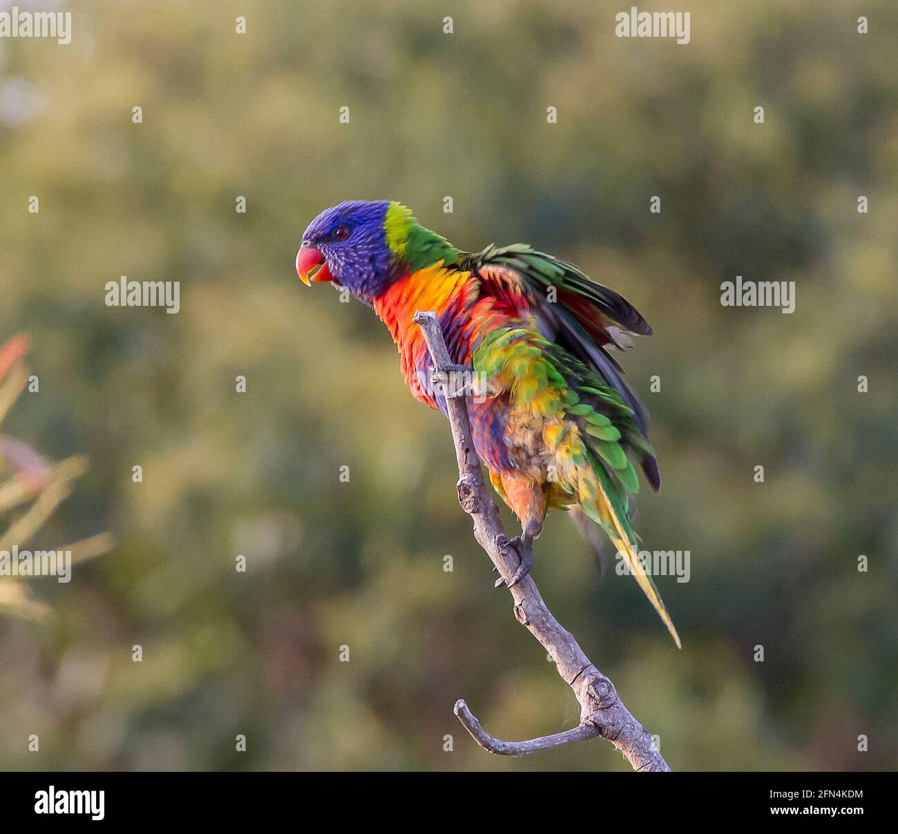 Colourful Rainbow lorikeet, trichoglossus moluccanus, about to take off from a tree branch, Tamborine Mountain, Australia. Stock Photo