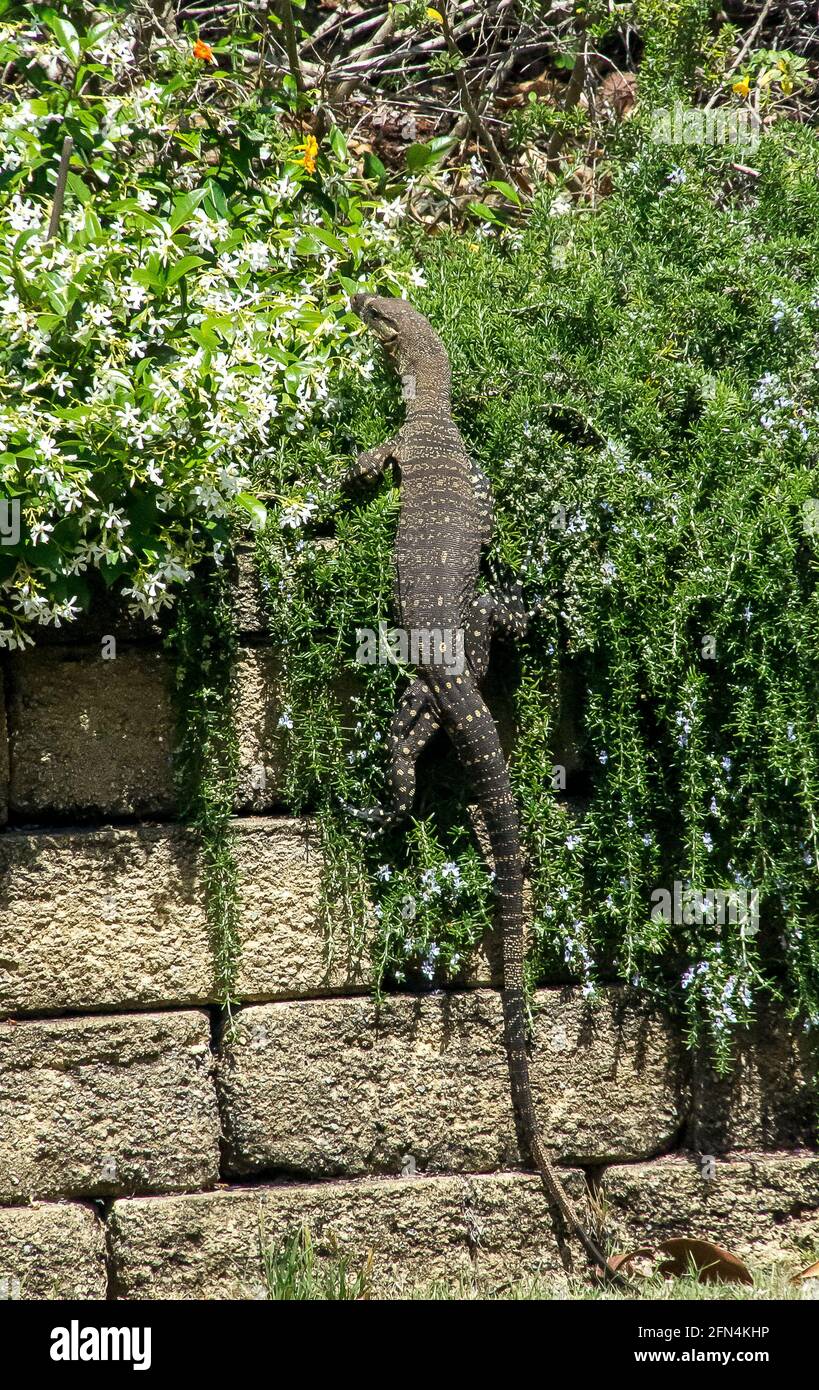 Lizard lace monitor lizard varanus hires stock photography and images