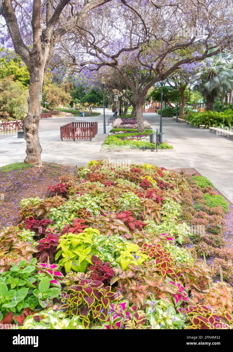 Bedding plants hires stock photography and images Alamy