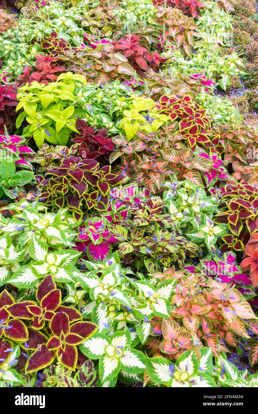 Bedding plants hires stock photography and images Alamy