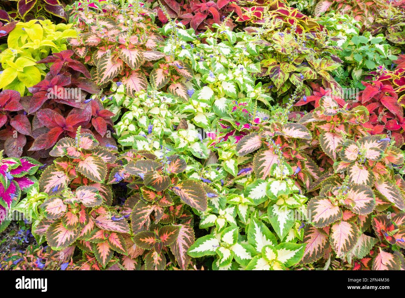 Colourful bedding plants, flowers Stock Photo Alamy