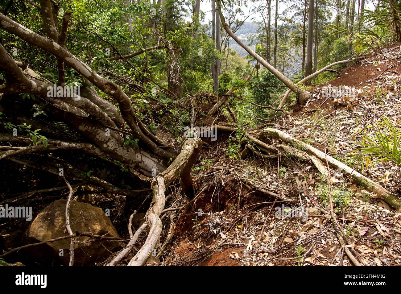 Uprooted and fallen trees and storm damage in lowland sub-tropical rainforest, Tamborine Mountain, Australia. Late spring. Stock Photo