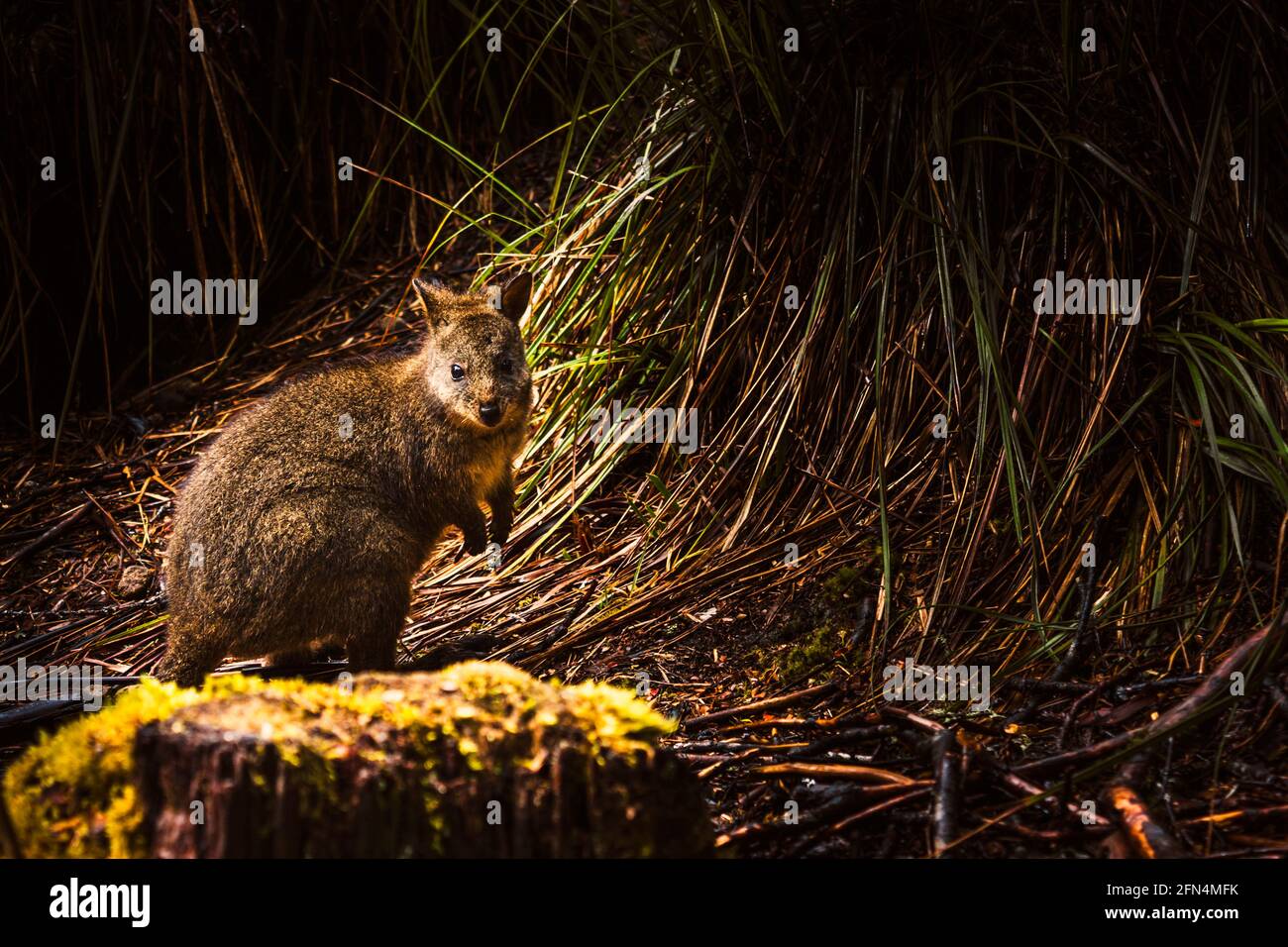 Australian Marsupials High Resolution Stock Photography and Images Alamy
