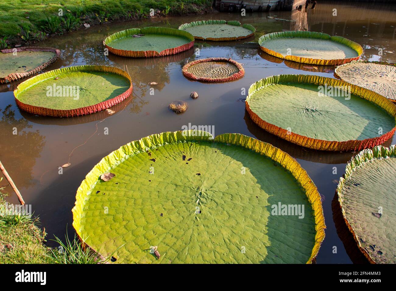 Victoria amazonica. Giant Water Lily close up Amazon Water lily leaves