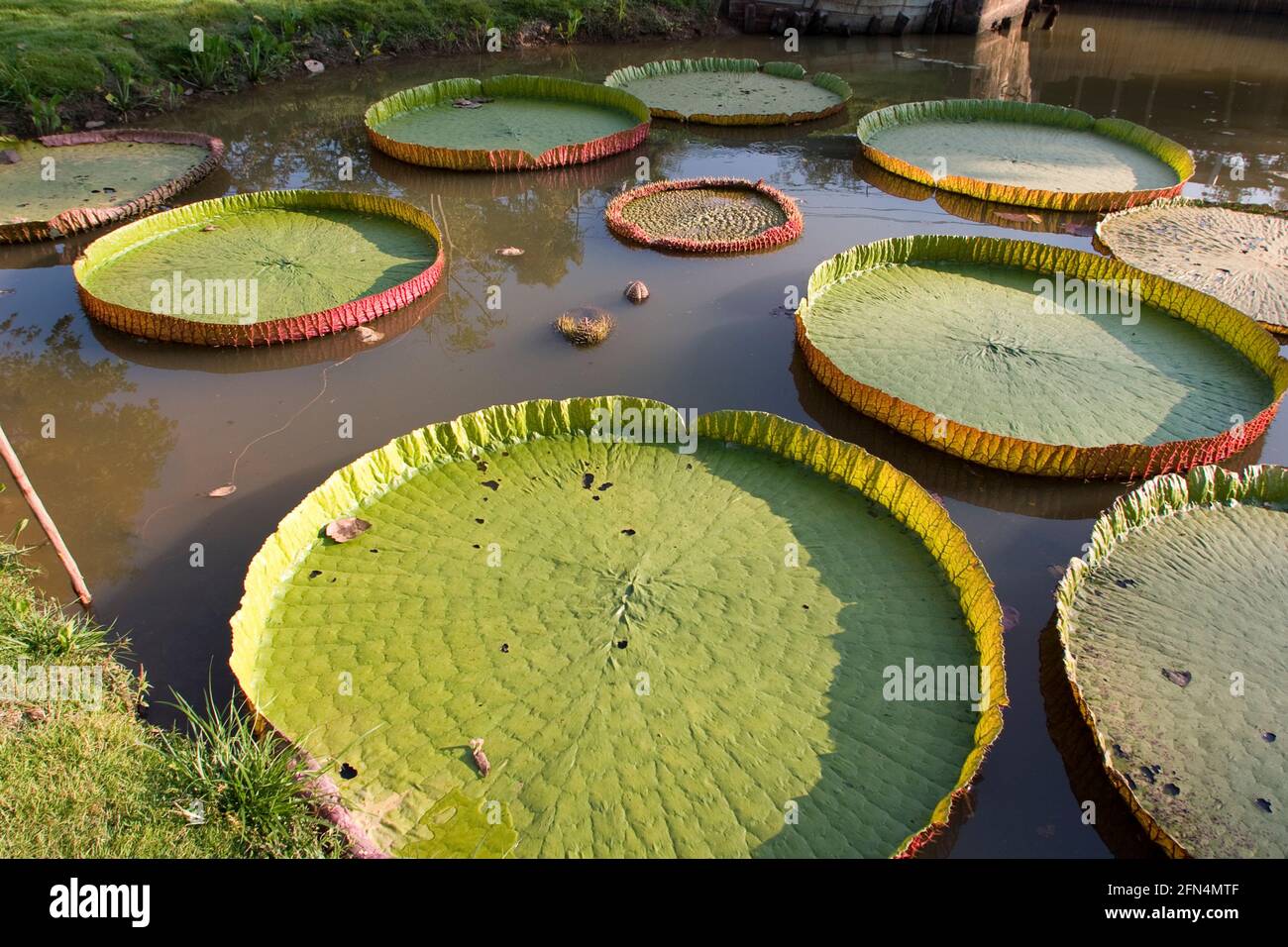 Victoria amazonica. Giant Water Lily close up Amazon Water lily leaves