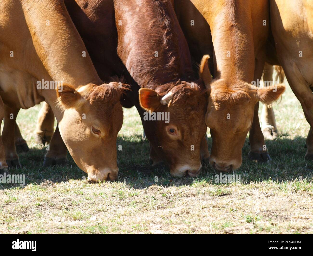 A small herd of cattle grazing in a summer paddock. Stock Photo