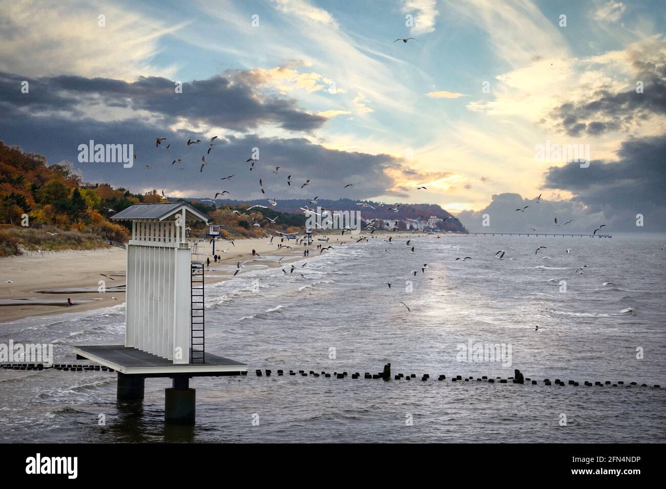 Flock of birds flying over the Baltic Sea against the cloudy sky Stock ...