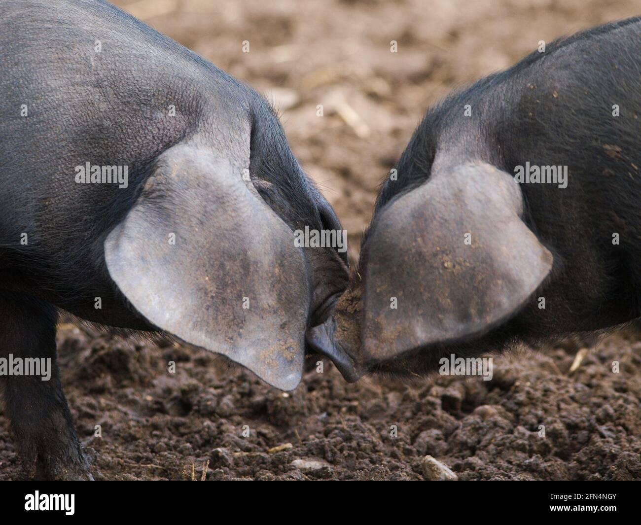 Two rare breed Suffolk Black pigs Stock Photo Alamy