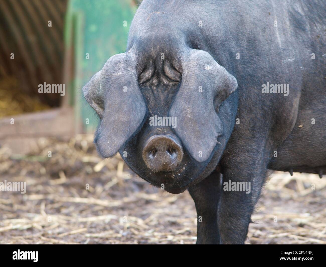 Rare breed meat hires stock photography and images Alamy
