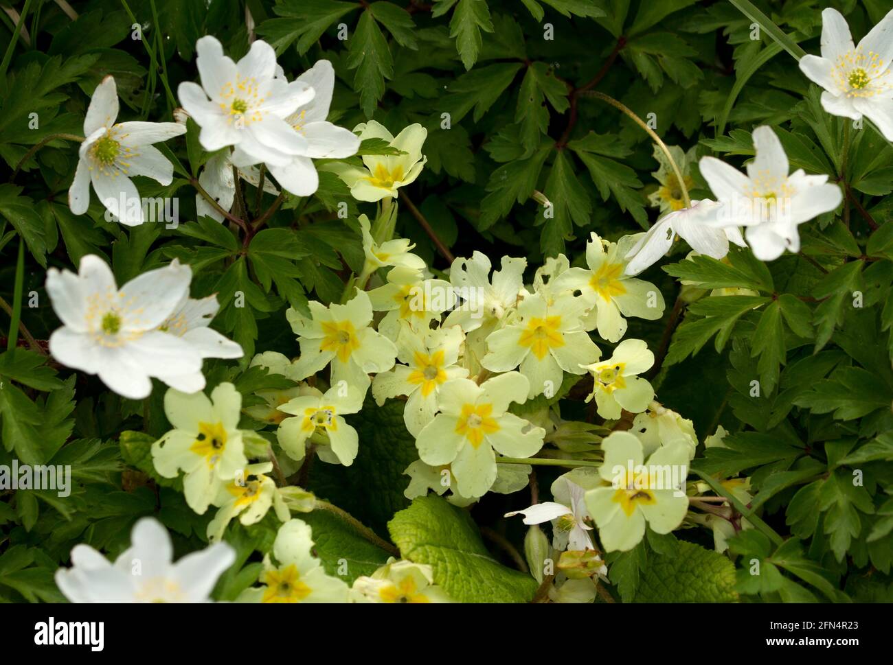 The Wood Anemone and Primrose are spring flowers that carpet the floor of deciduous woodland in suitable habitats. They flower before the canopy opens Stock Photo