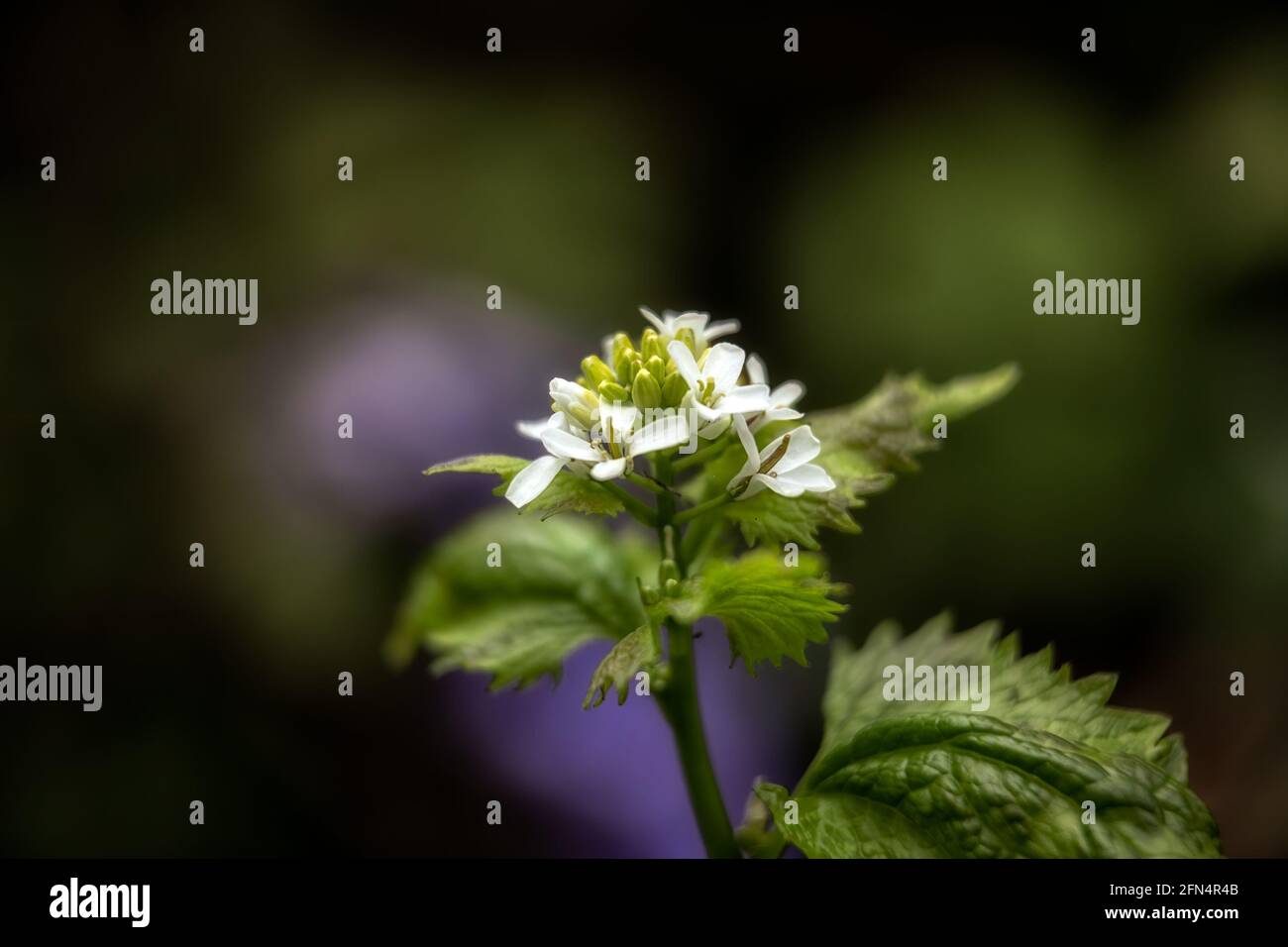 Closeup of the flowers of Garlic mustard, Alliaria petiolata, in the spring in the UK Stock Photo