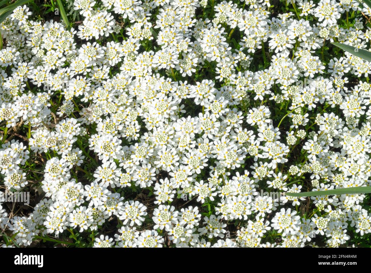 Evergreen candytuft Iberis Snow Cushion flower Stock Photo