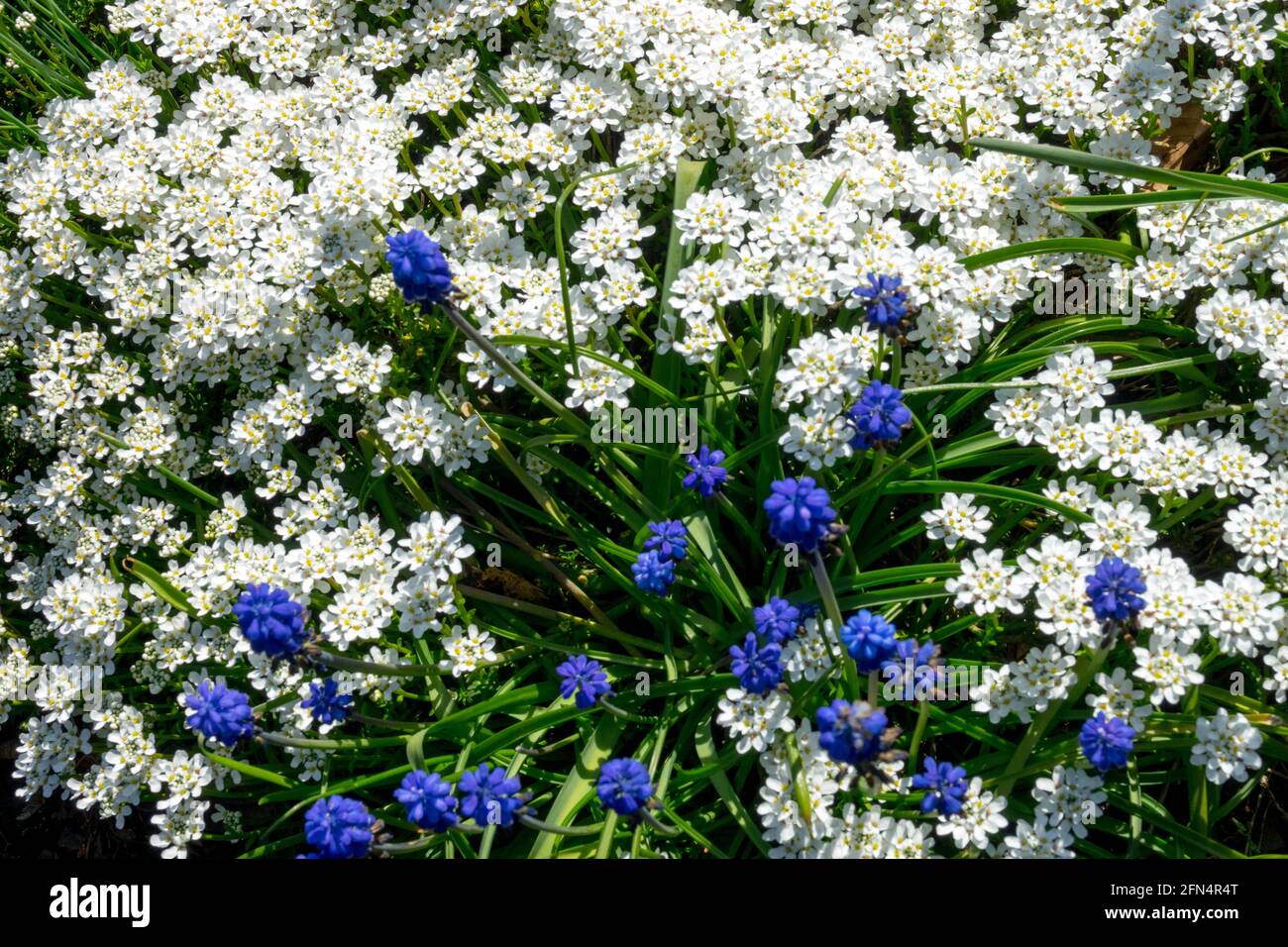 Evergreen candytuft Iberis 'Snow Cushion' flower, Grape Hyacinth Stock Photo