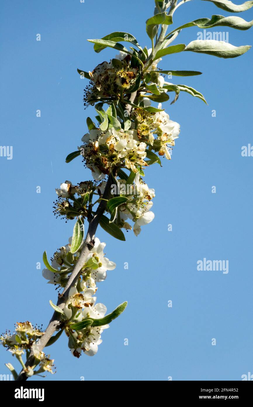 Weeping Willowleaf Pyrus salicifolia Pendula Stock Photo