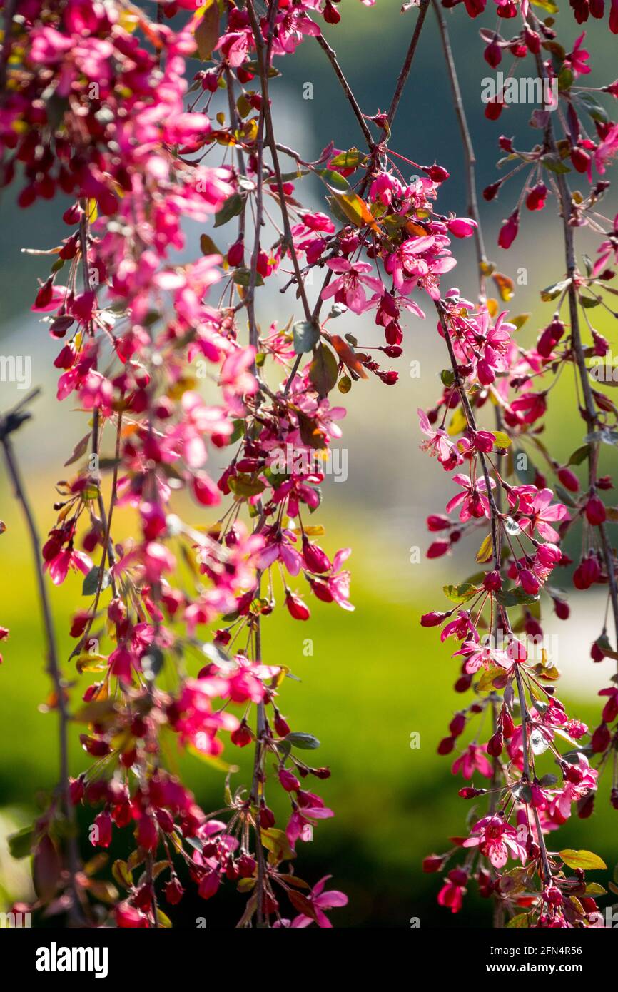 Weeping Malus Royal Beauty blooming tree flowers Crab Apple tree Stock Photo