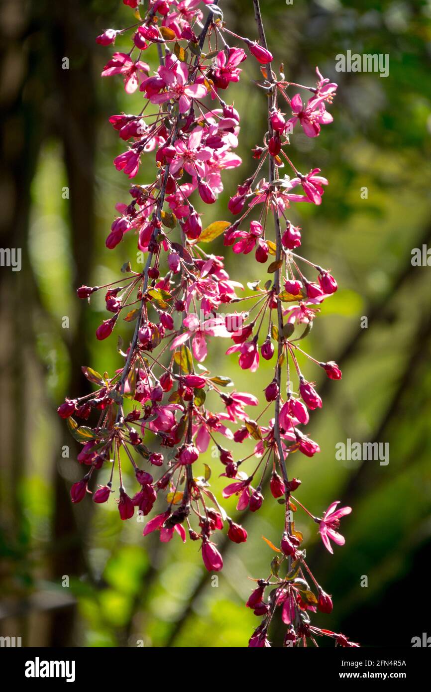 Weeping Malus Royal Beauty blooming tree flowers Stock Photo