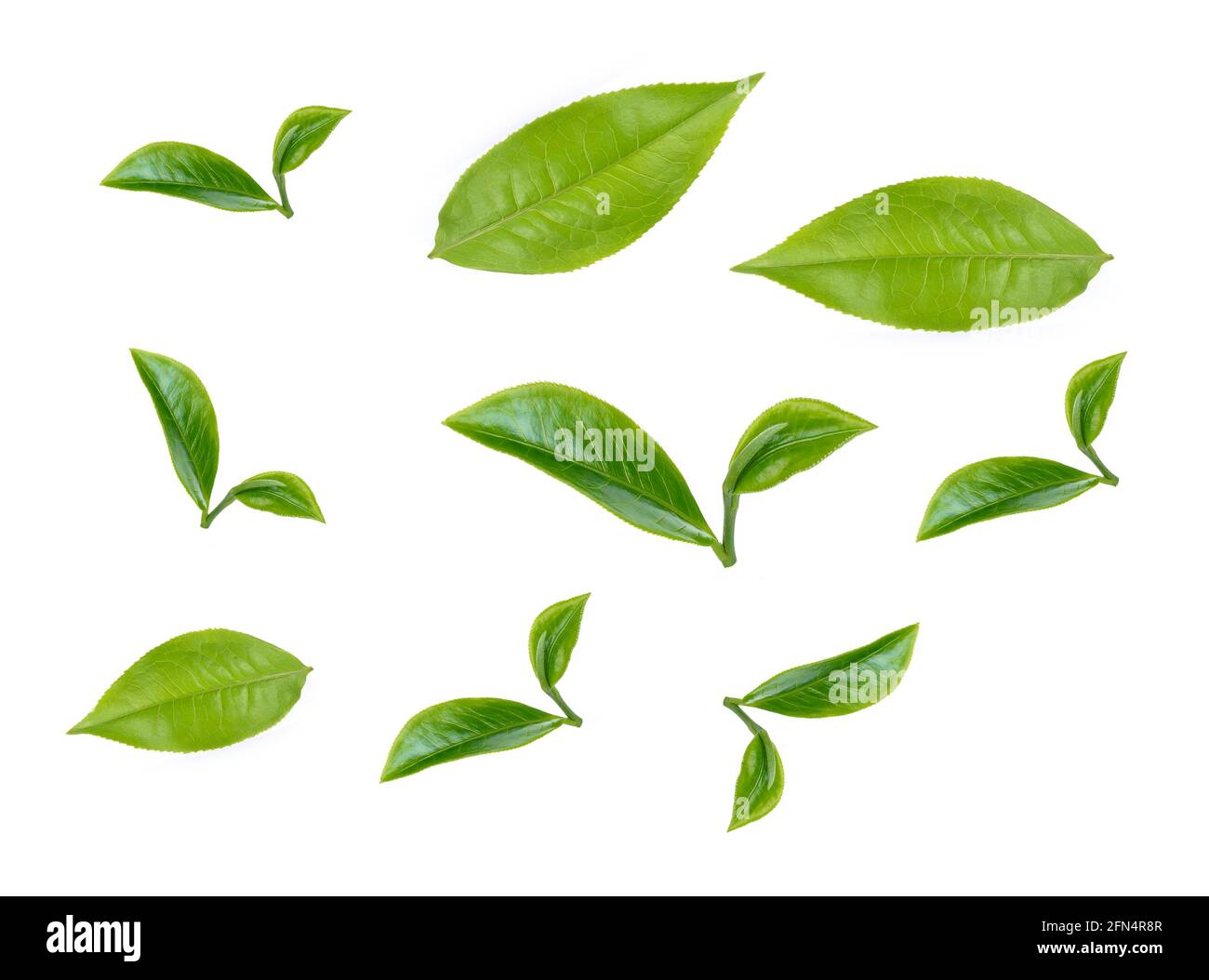 green tea leaf isolated on white background Stock Photo - Alamy