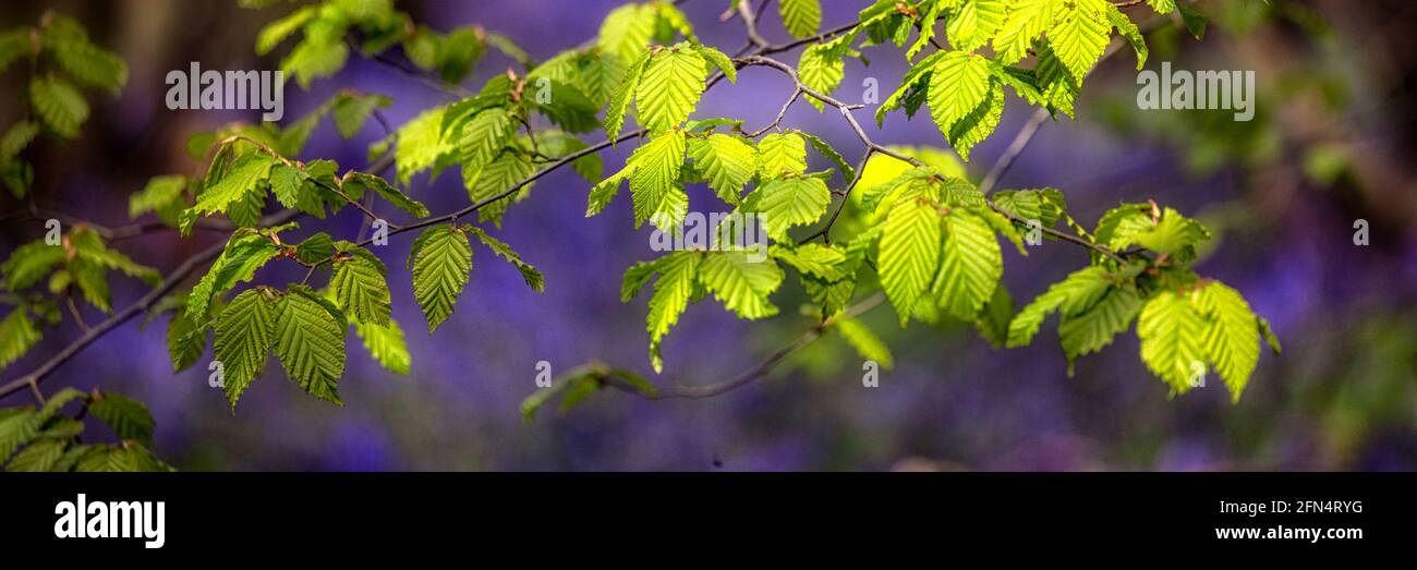 Panorama view of sunlit Hornbeam leaves, Carpinus betulus, with defocused bluebell flowers in the background Stock Photo