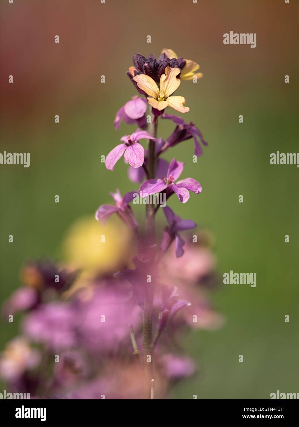 Closeup of flower stem of perennial Wallflower, Erysimum 'Paint Box', in spring in the UK Stock Photo