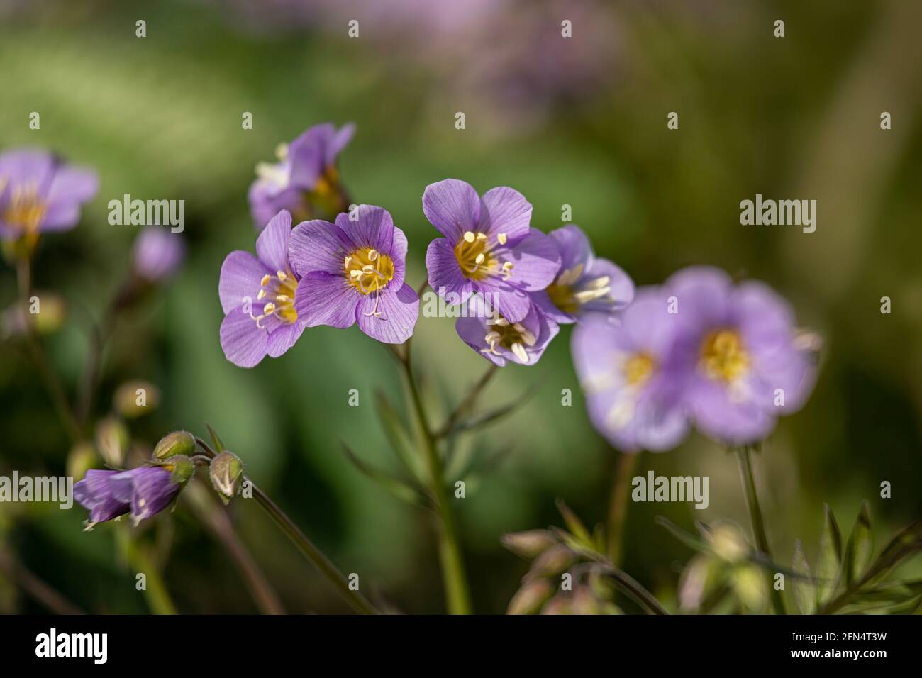 Closeup of flowers of Jacob's Ladder, Polemonium 'Lambrook Mauve', in spring in the UK Stock Photo