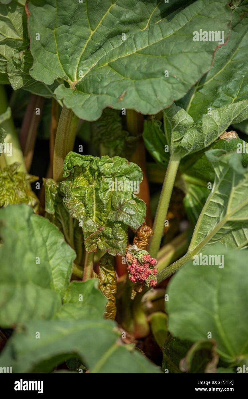 Closeup of Rhubarb 'Victoria' with flower head before its removal to improve yields Stock Photo