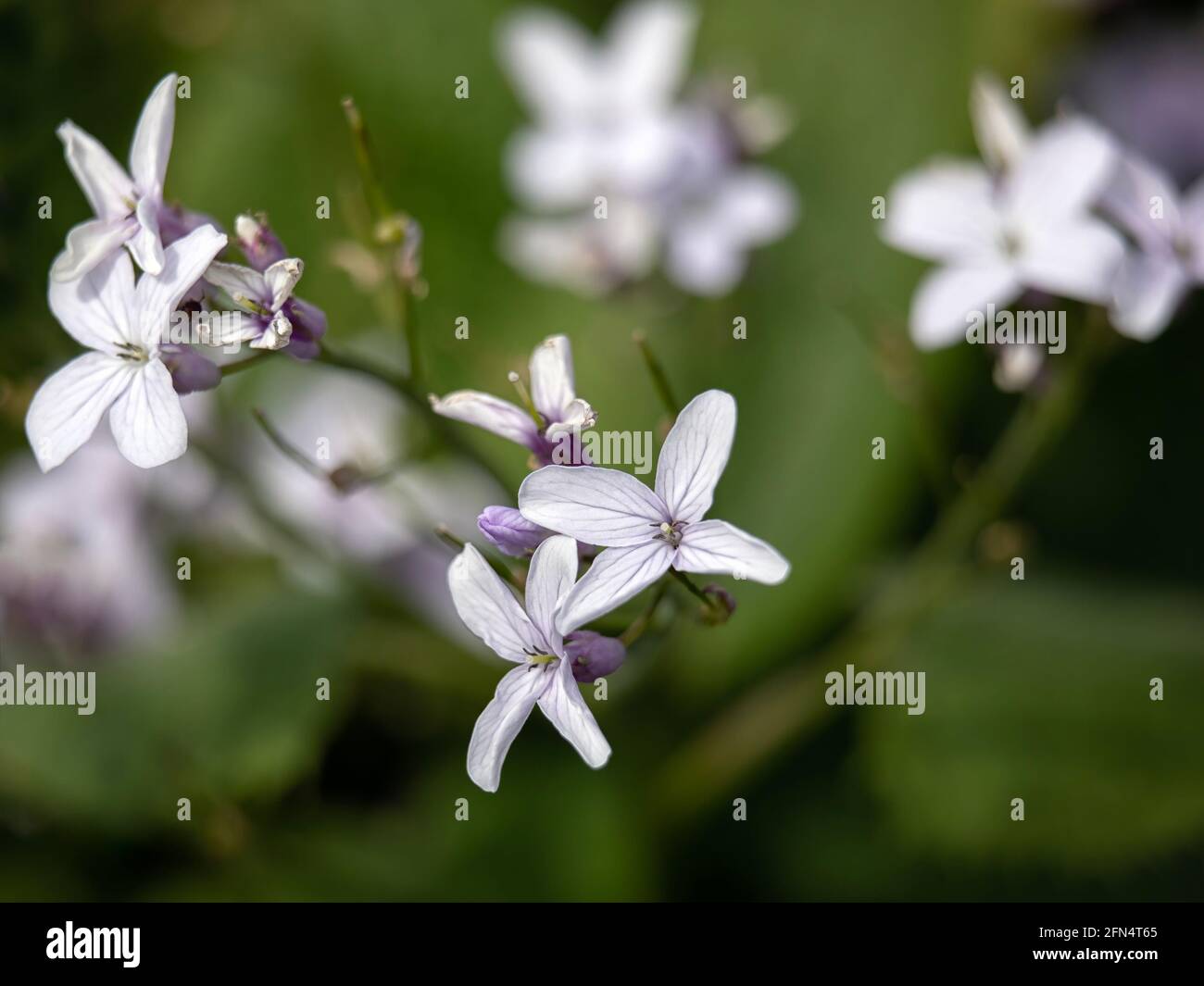 Closeup of flowers of perennial honesty, Lunaria rediviva, in the spring against a dark background Stock Photo