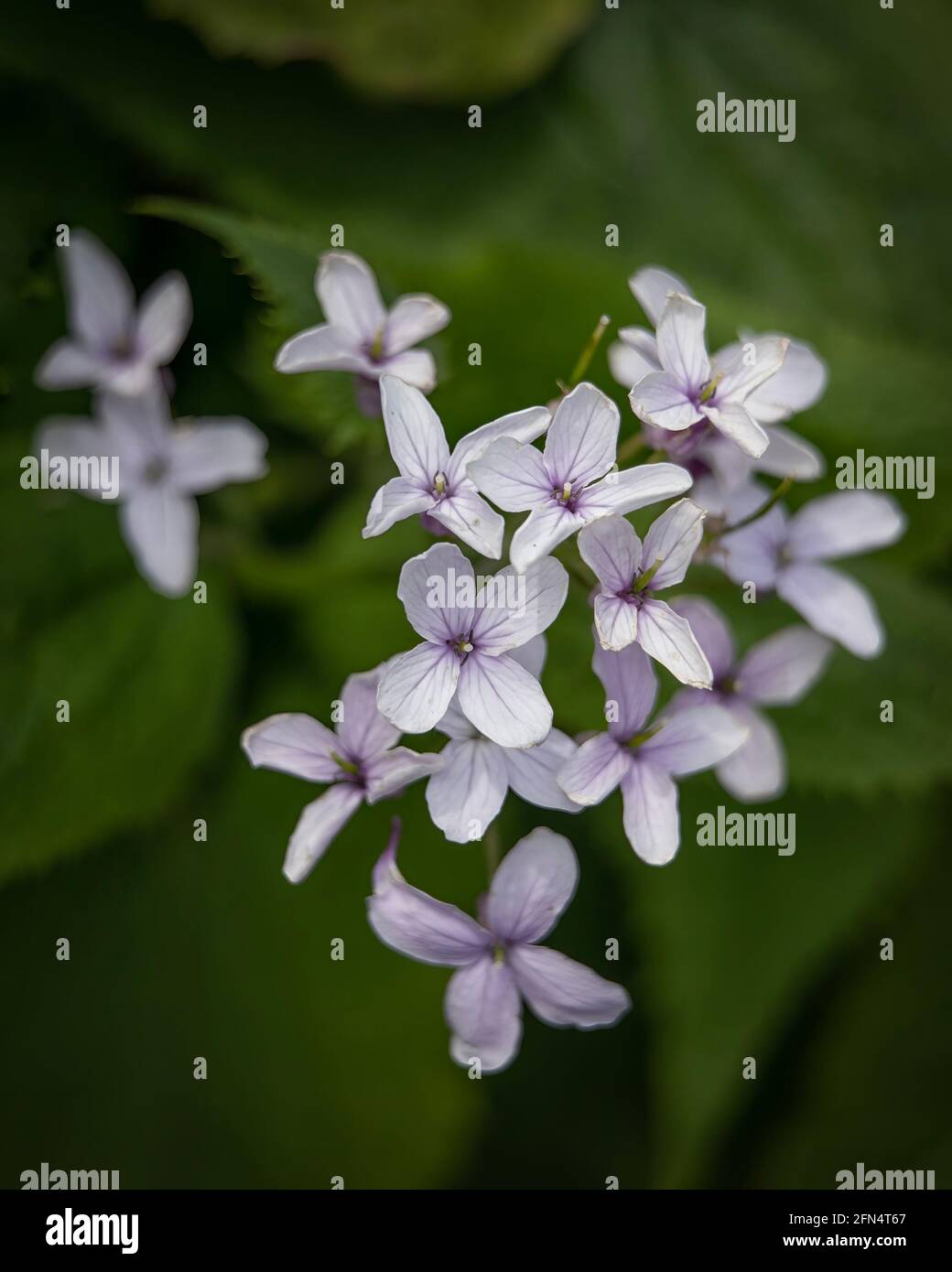 Closeup of flowers of perennial honesty, Lunaria rediviva, in the spring against a dark background Stock Photo
