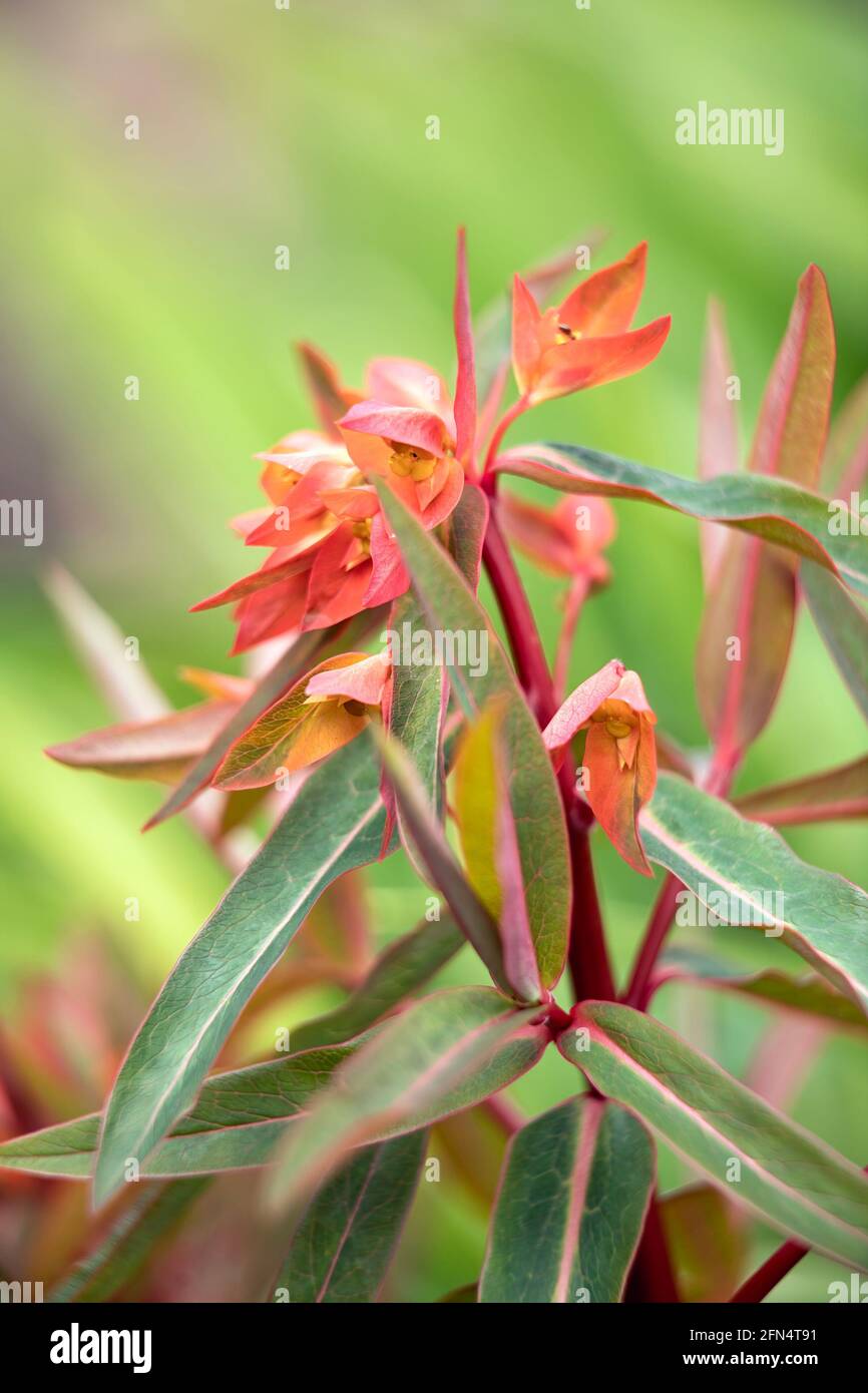 Closeup of the flowers of Euphorbia griffithii 'Fireglow' in spring Stock Photo
