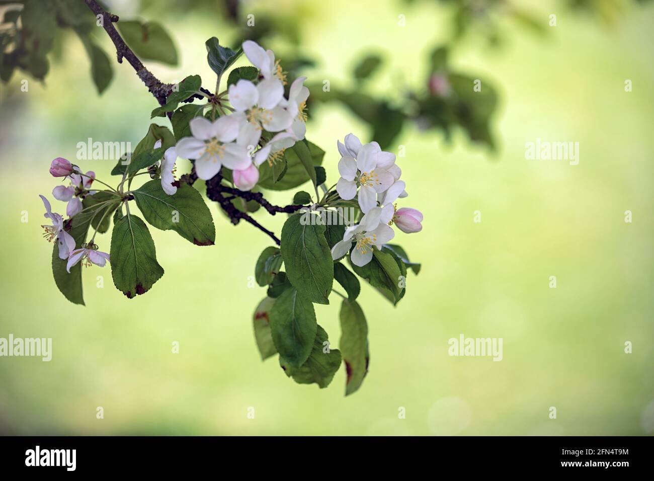 Closeup of the flowers of Crab Apple, Malus 'Butterball', in spring against a pale green background Stock Photo